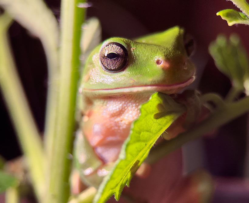 Smartphone Macro Photography 101 Guide (Creator’s Playbook)