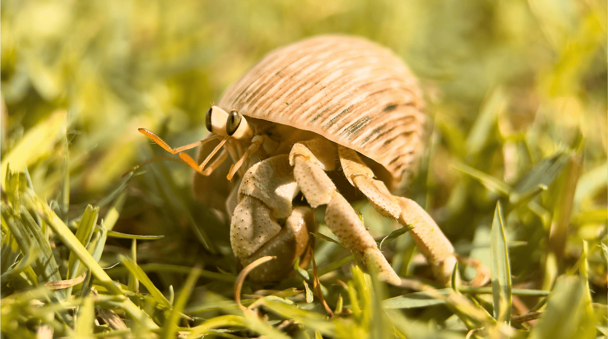 A close-up shot of a hermit crab walking through bright green grass.