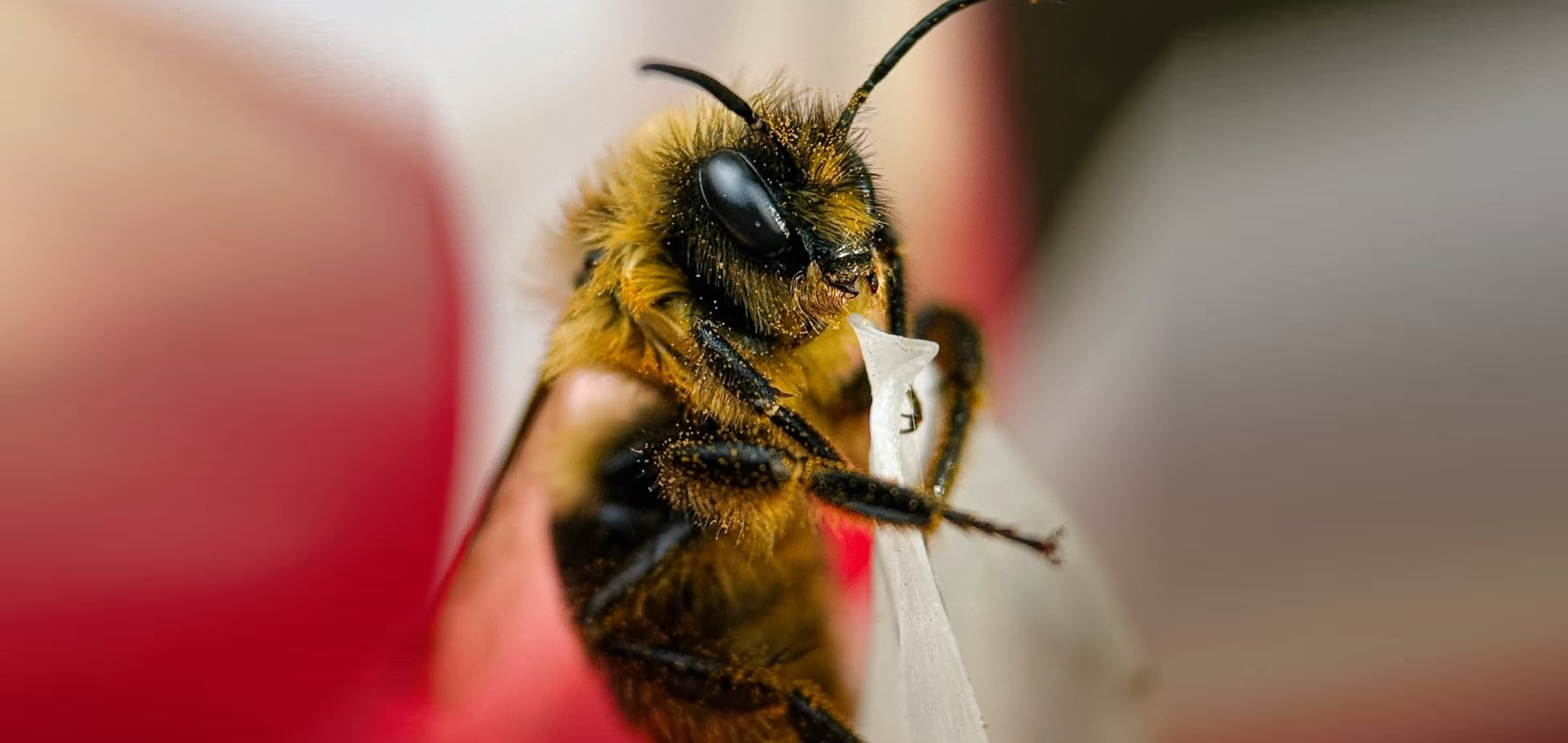 7 Pro Tips for Spring Outdoor Mobile Photography